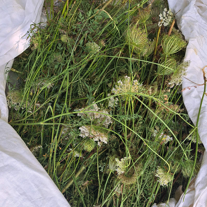 Hydrolat de Carotte sauvage 4 Hydrolat de Carotte sauvage – Image 4