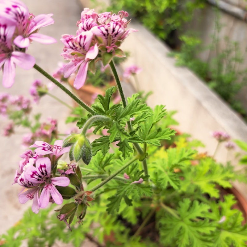 Hydrolat de Geranium Rosat 4 Hydrolat de Geranium Rosat – Image 4