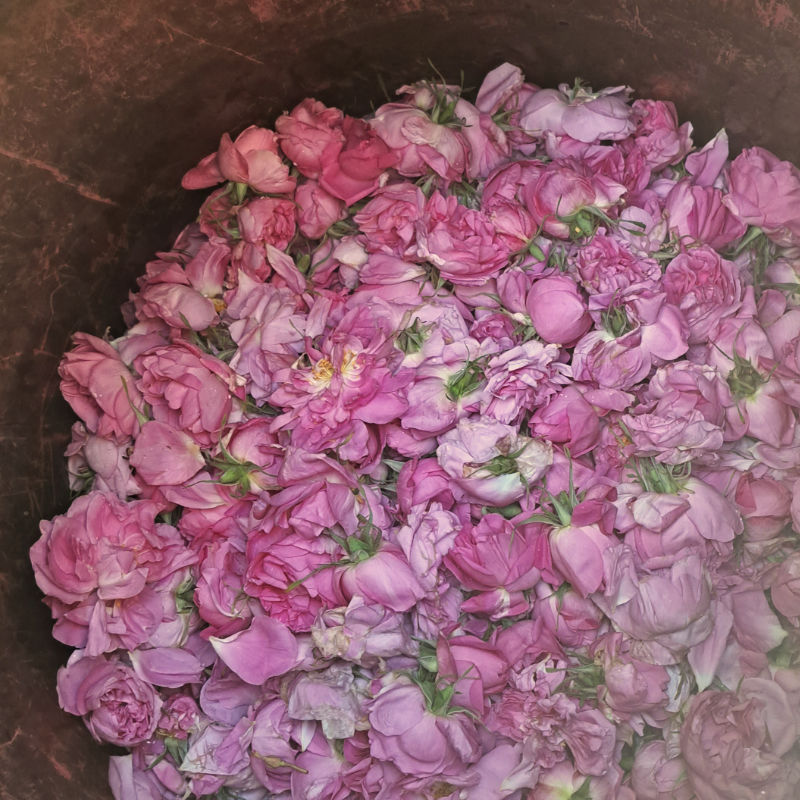 Hydrolat de Rose de Damas 4 Hydrolat de Rose de Damas – Image 4
