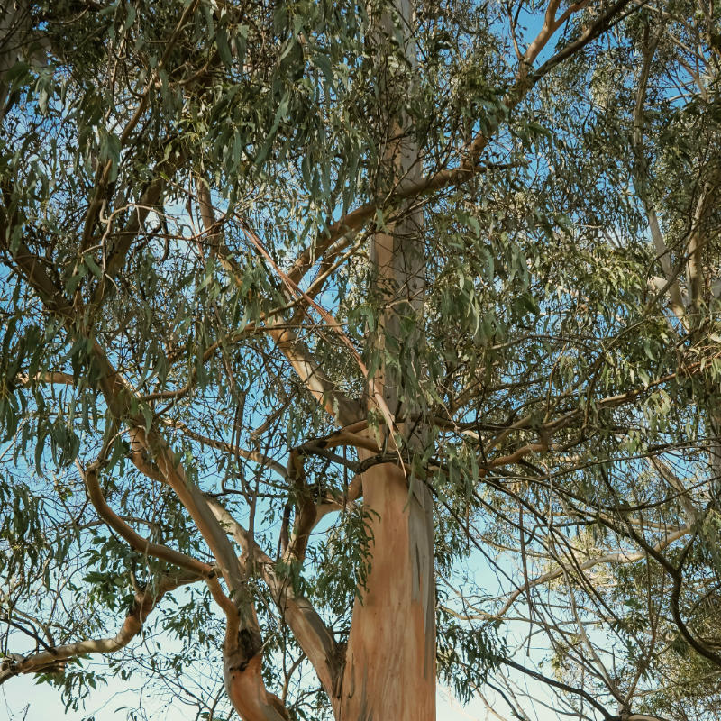 Hydrolat d'Eucalyptus globulus 3 Hydrolat d'Eucalyptus globulus – Image 3