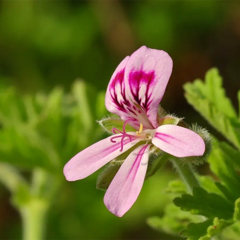 Hydrolat de Geranium Rosat 3 Hydrolat de Geranium Rosat – Image 3