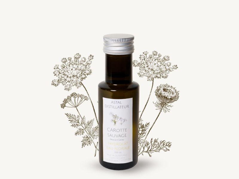 Hydrolat de Carotte sauvage 1 Hydrolat de Carotte sauvage