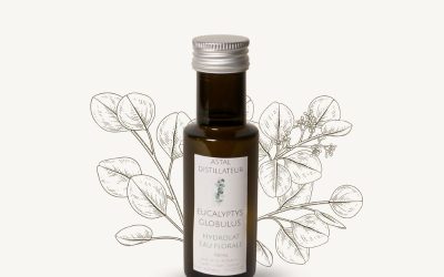 Hydrolat d’Eucalyptus globulus