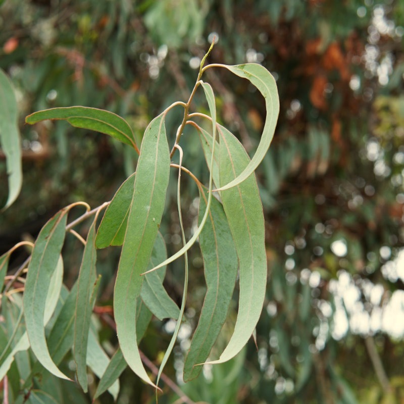 Hydrolat d'Eucalyptus globulus 4 Hydrolat d'Eucalyptus globulus – Image 4